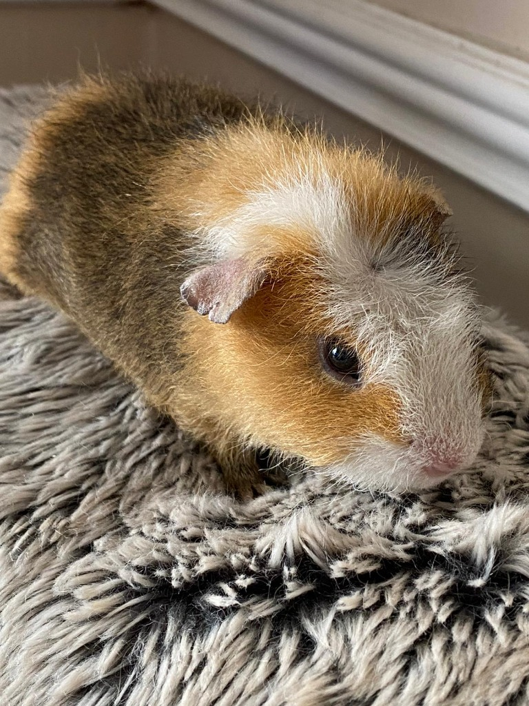 Gpig
