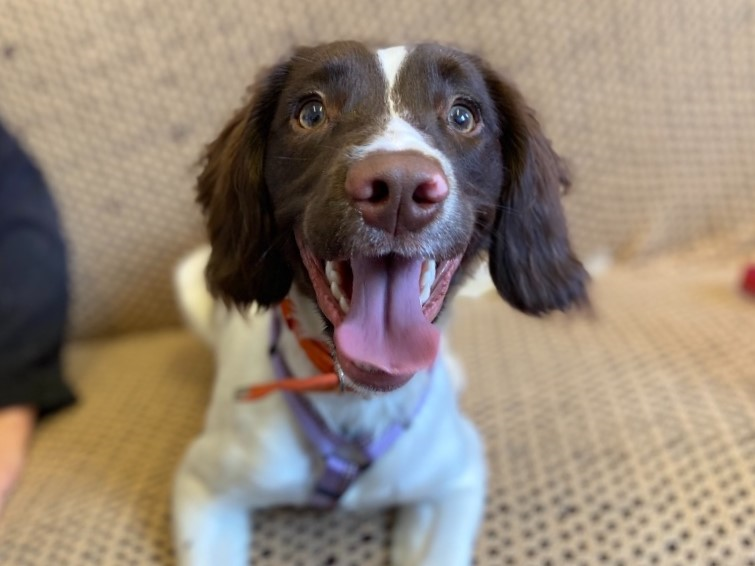 Dog