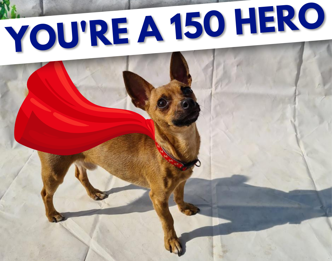 Hero dog