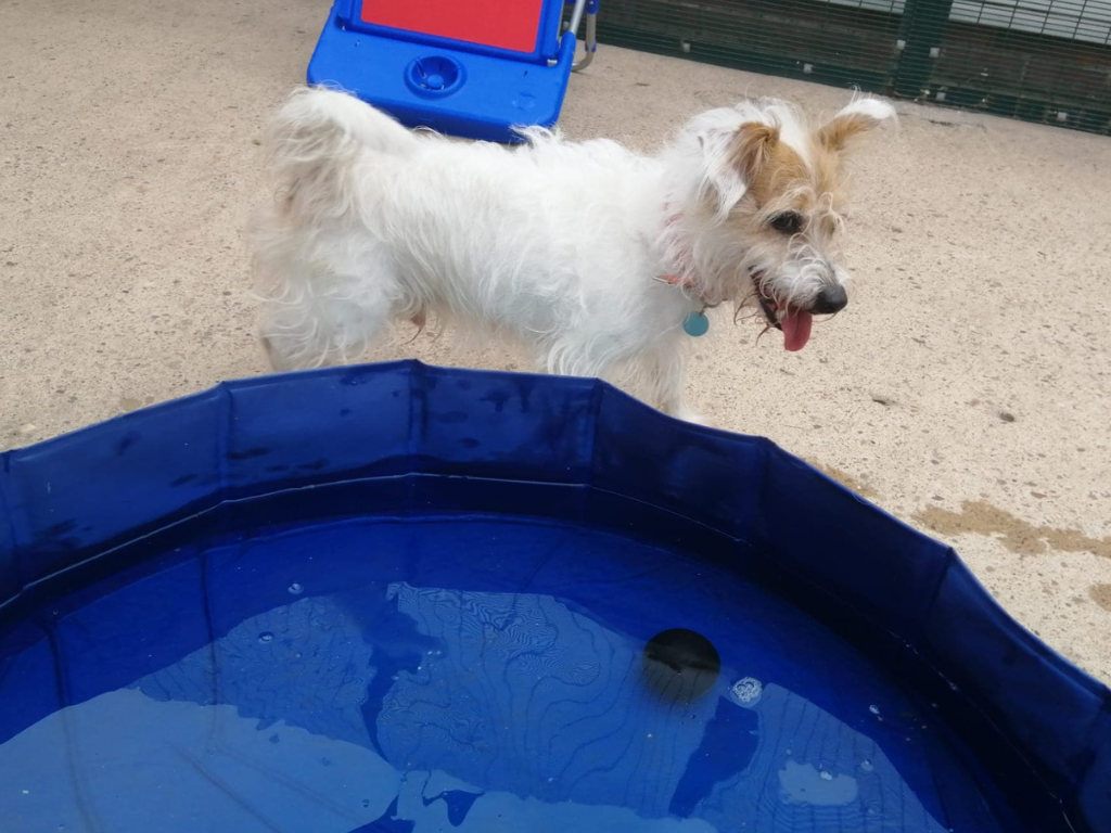 Pool dog