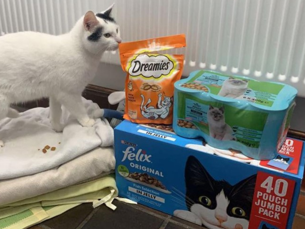 cat food