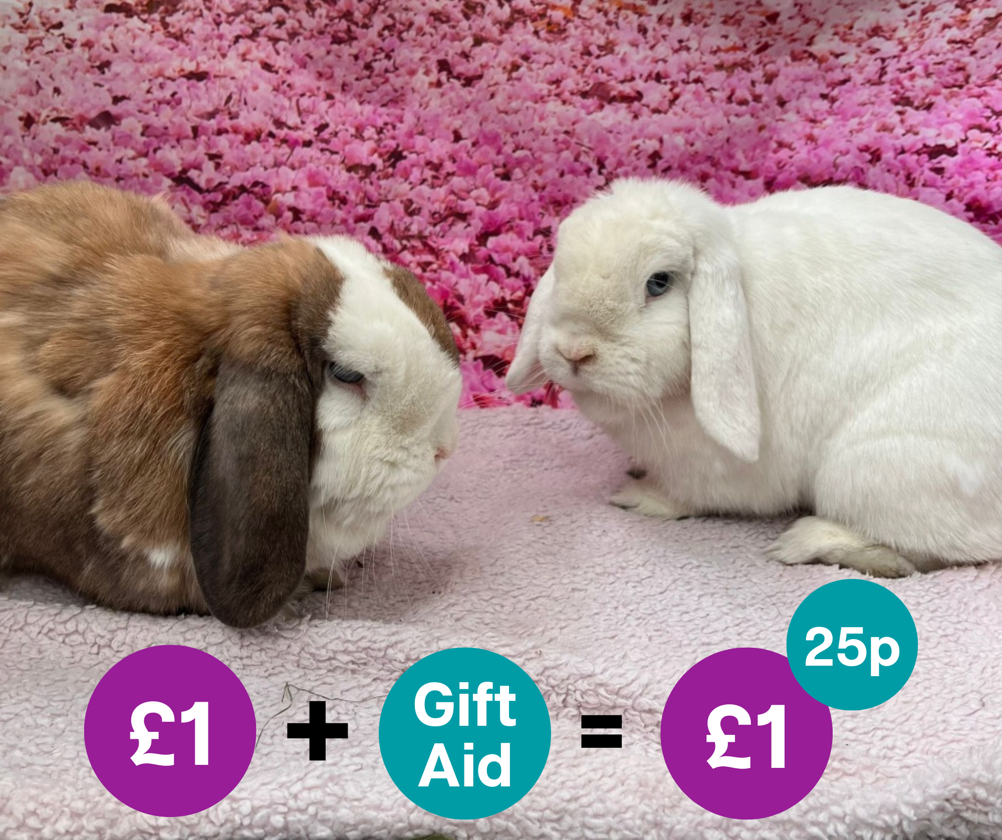 Rabbits