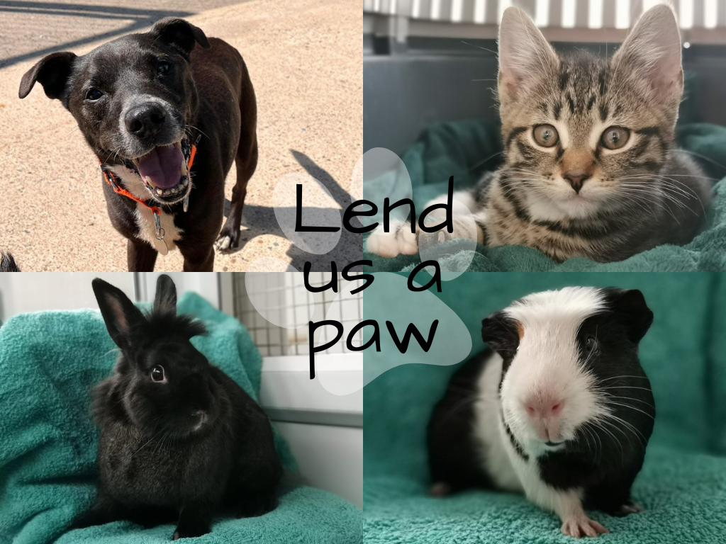 Lend us a paw
