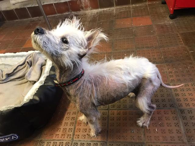 Neglected dog