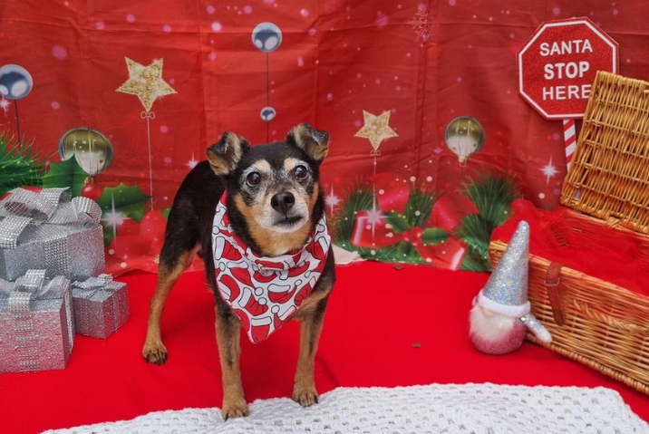 Festive dog