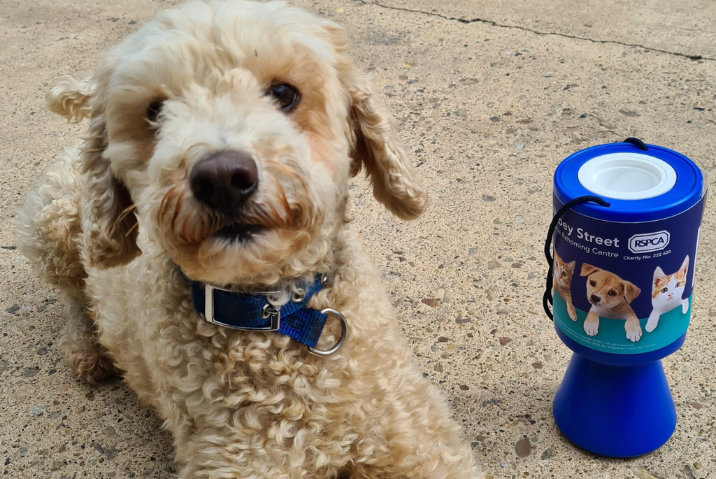 Poodle with collection tin