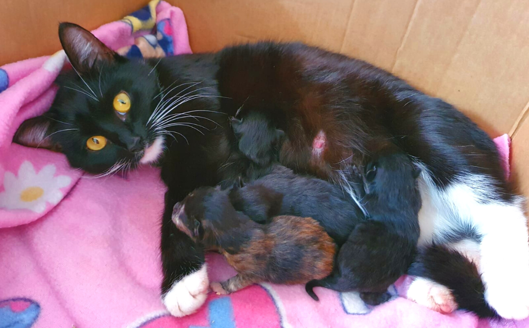 Kittens