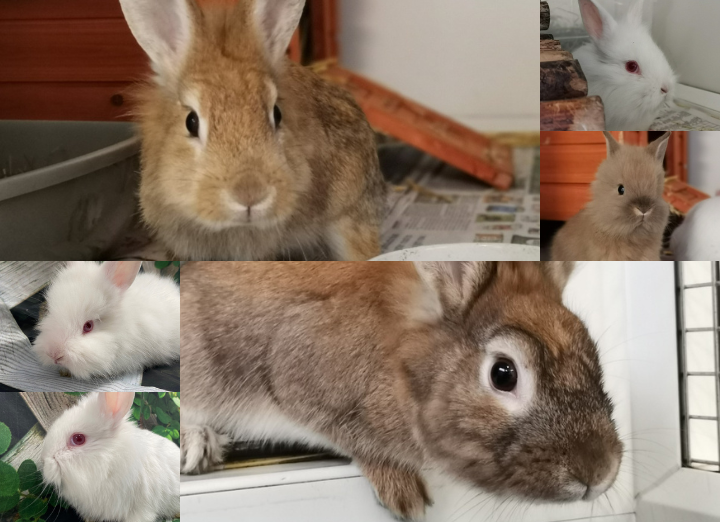 Rabbit family