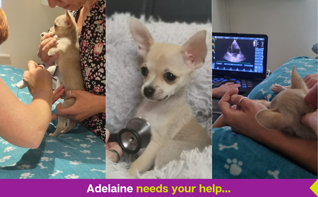 Adelaine