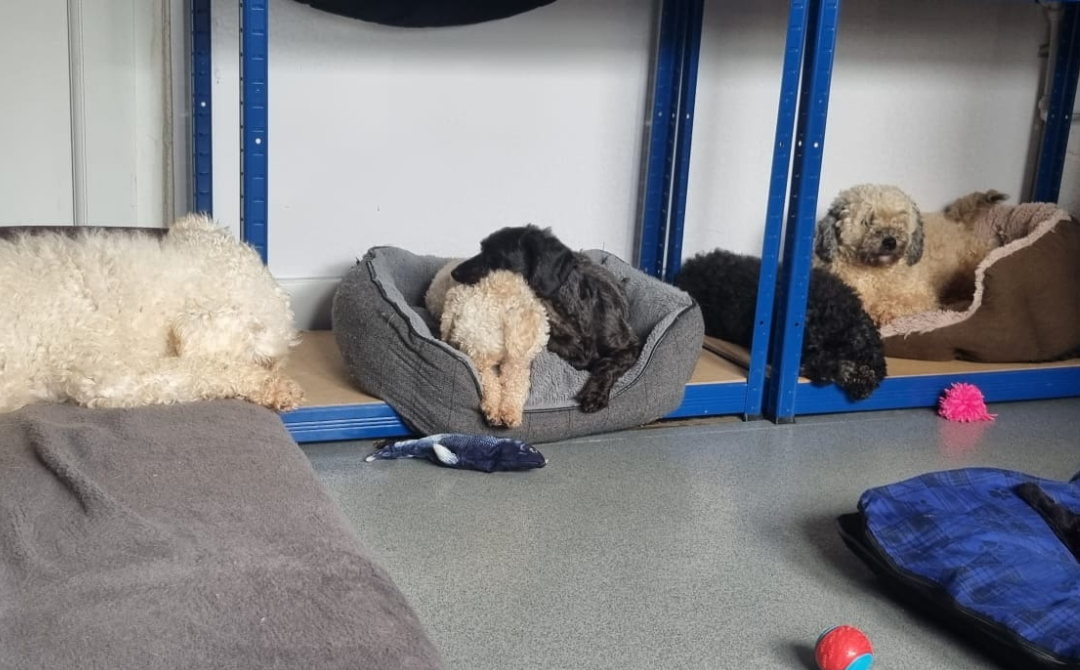 Cockapoos
