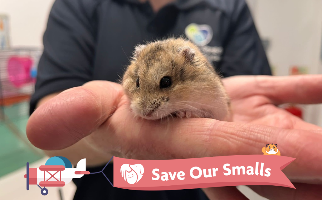 Save Our Smalls