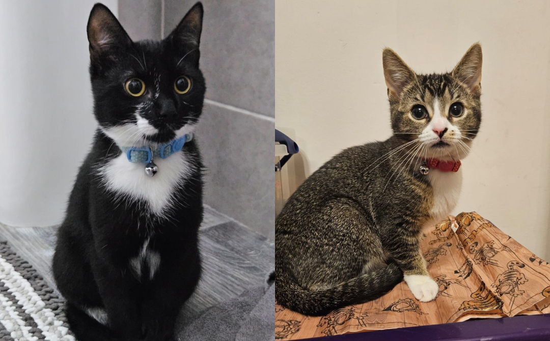 Ollie and Callie
