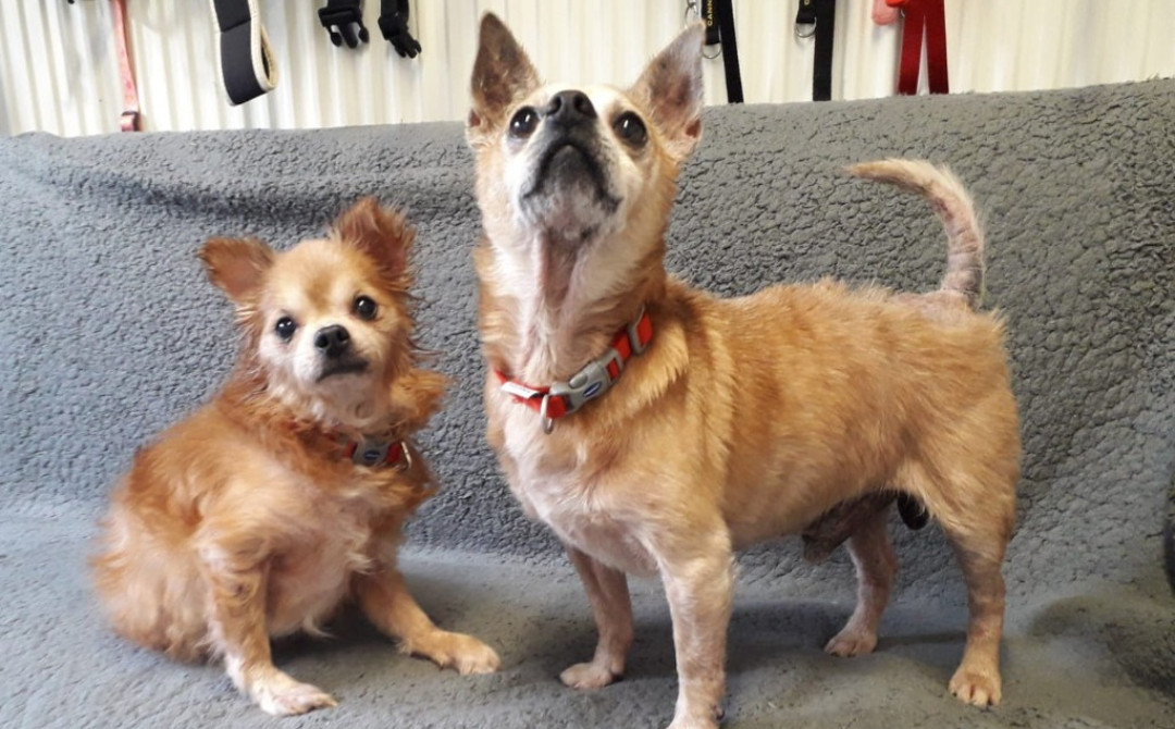 Sox and Scooby