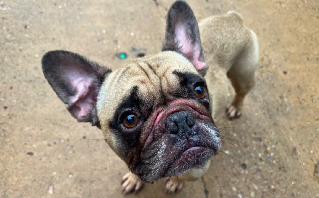 Louie