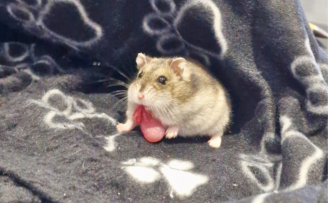 Mr Pickles