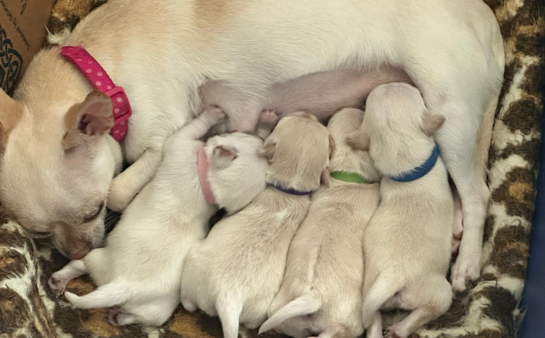 Angel and puppies