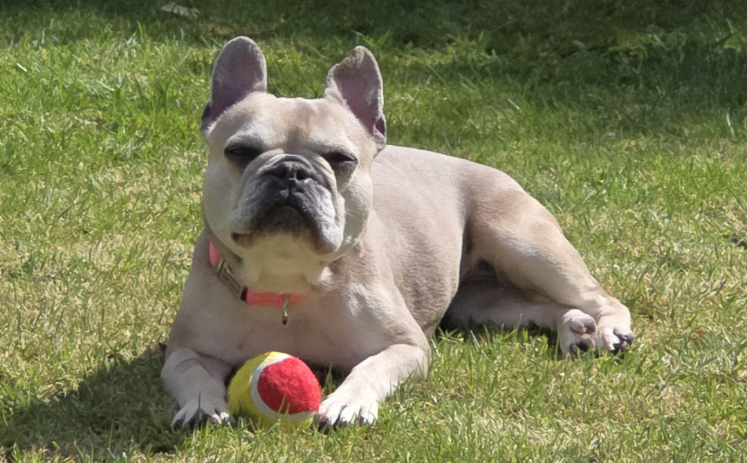 Bonnie