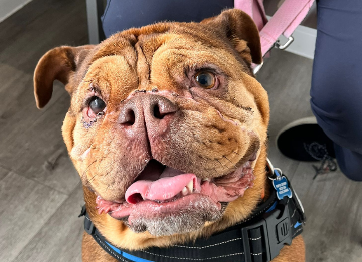 Margo after. British bulldog.