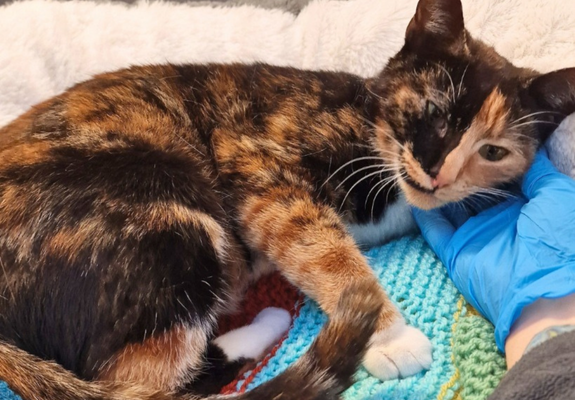 Jaffa, a tortie cat, laying in a bed with her head in the hand of a staff member