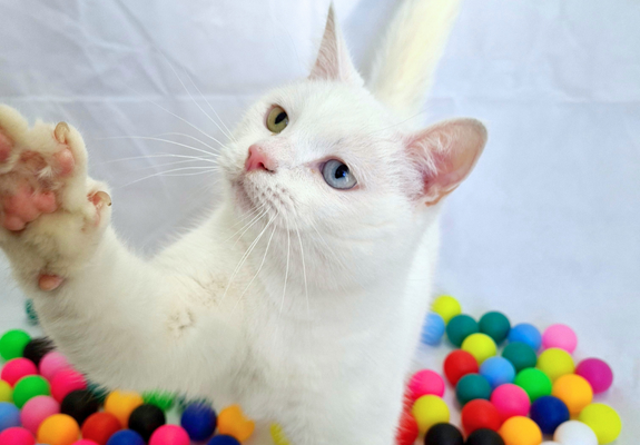 A white cat, surrounded by colourful ping pong balls, has their paw up to the camera