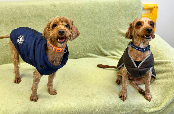 Roo and Willow, young cockapoos, are sitting on a sofa after having an intensive grooming session. They are both wearing coats to help keep them warm and have very happy expressions on their faces.