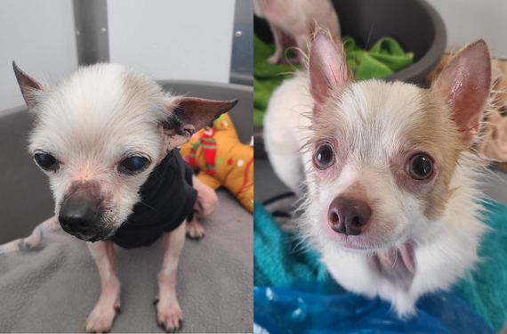 Two photos of chihuahuas, both wearing jumpers due to lack of fur