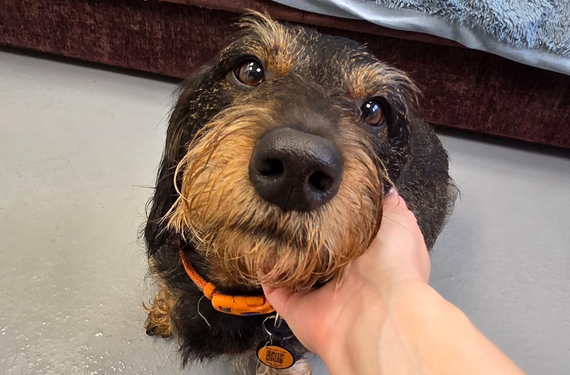 A black and tan wire haired dachshund is looking at the camera with his head in a staff members hand