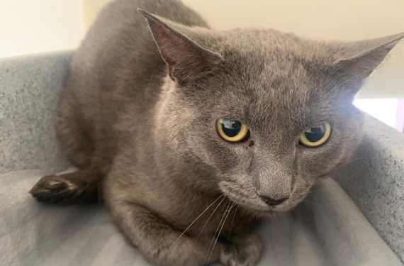A grey cat is laying in a cat bed with his ears flat, looking very scared