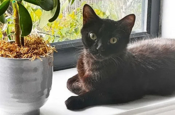 A black cat sits on a windowsill, next to a potted plant. She is looking at the camera