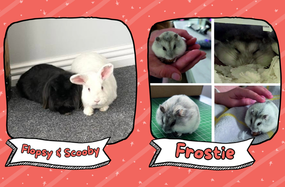 Flopsy and Scooby & Frostie