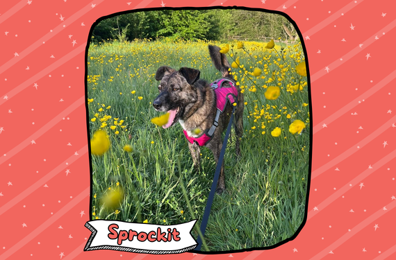 Sprockit