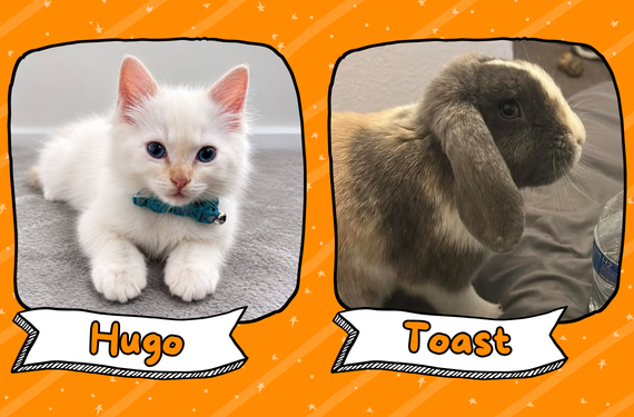 Hugo and Toast