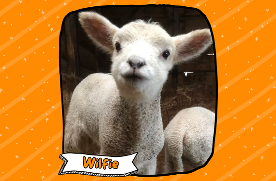 A lamb looking at the camera