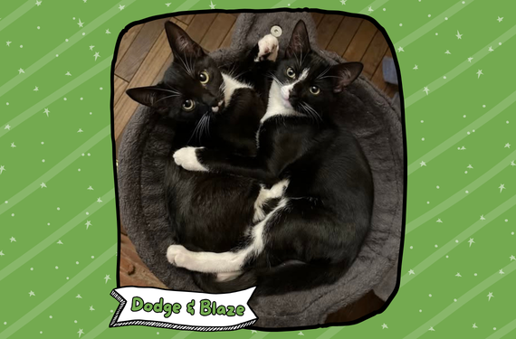 Dodge and Blaze