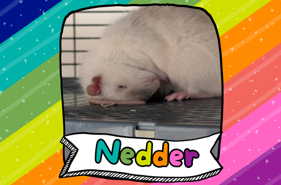 A rat asleep on its tail