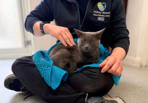A grey cat sits in a man's lap, reluctantly accepting a gentle stroke