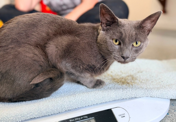 A grey cat sitting on a weighing scale looks calmly at the camera, whilst enjoying some cat nip