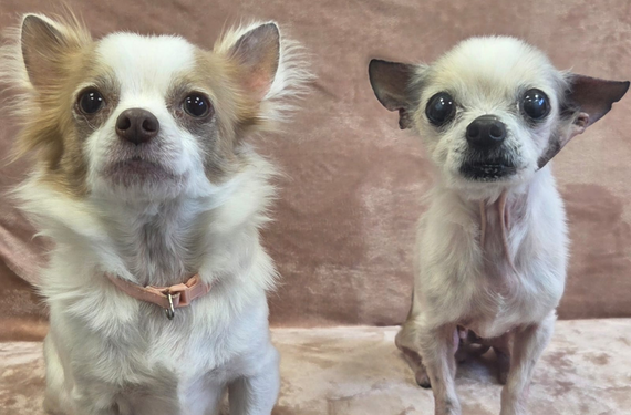 Two chihuahuas looking at the camera