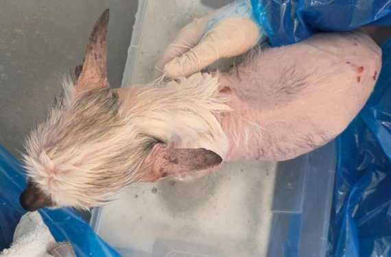 A chihuahua with extensive fur loss on her back and sores on her skin