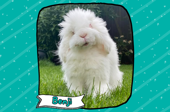 Benji