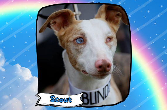 Scout