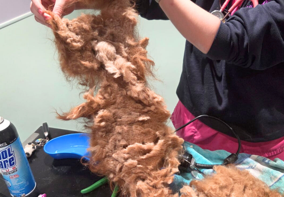 A huge matt of fur that has been removed from one of the dogs