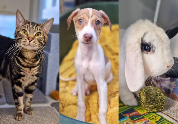 Spirit the cat, Ivy the puppy, and Coconut the rabbit