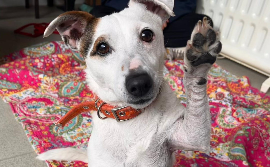 Lend a paw