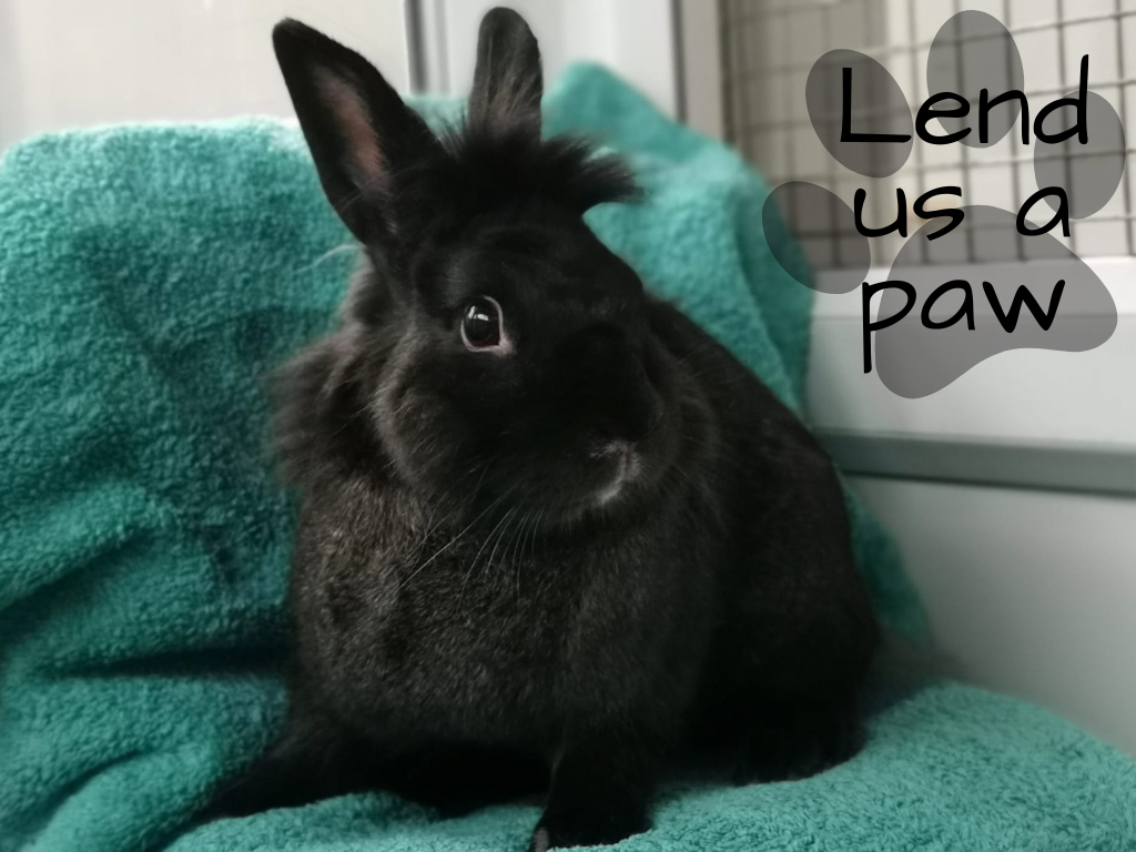 Rabbit