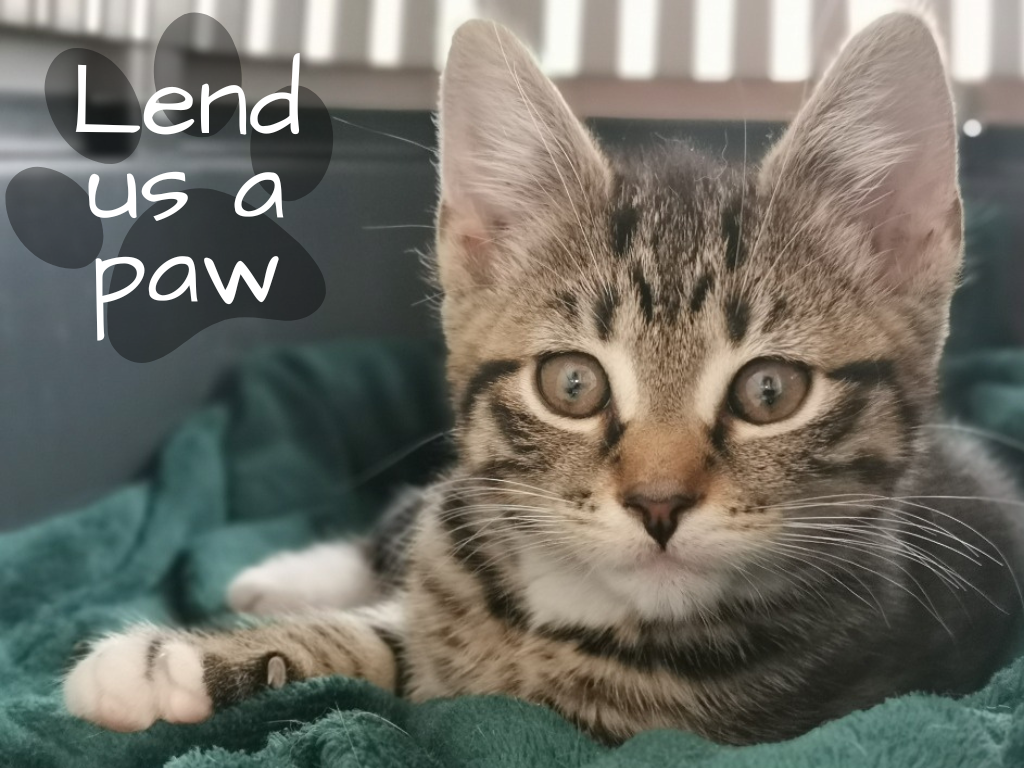 kitten