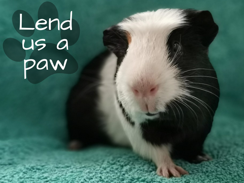 Guinea pig