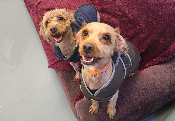 Roo and Willow are sitting on a sofa the morning after their grooming. The yare both wearing coats and look very happy to finally be comfortable.