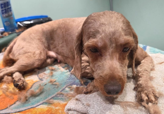 Roo is laying on the vet table after being groomed, she looks tired but relieved