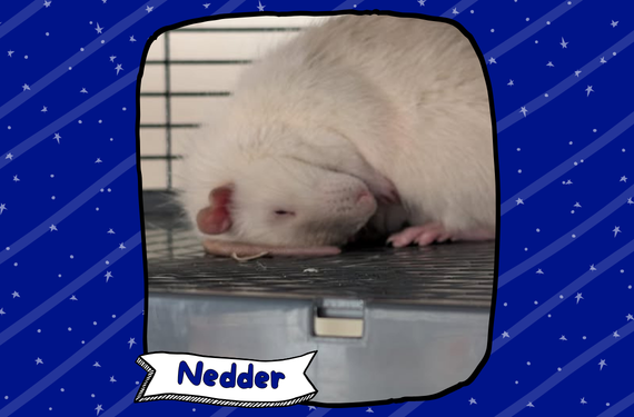 Nedder